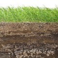 The Benefits of Hemp for Soil Regeneration